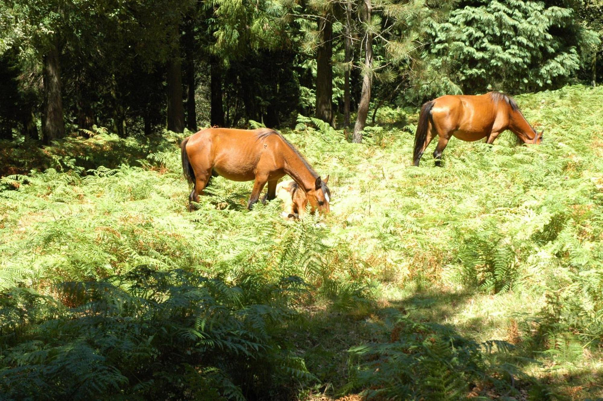 Pensjonat Casa De Campo Monte Abades Terras de Bouro Zewnętrze zdjęcie