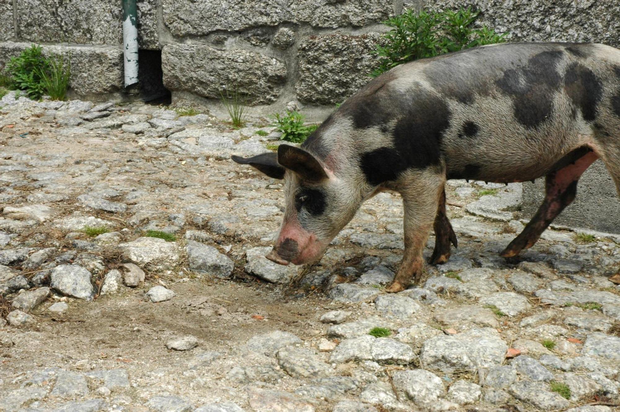 Pensjonat Casa De Campo Monte Abades Terras de Bouro Zewnętrze zdjęcie